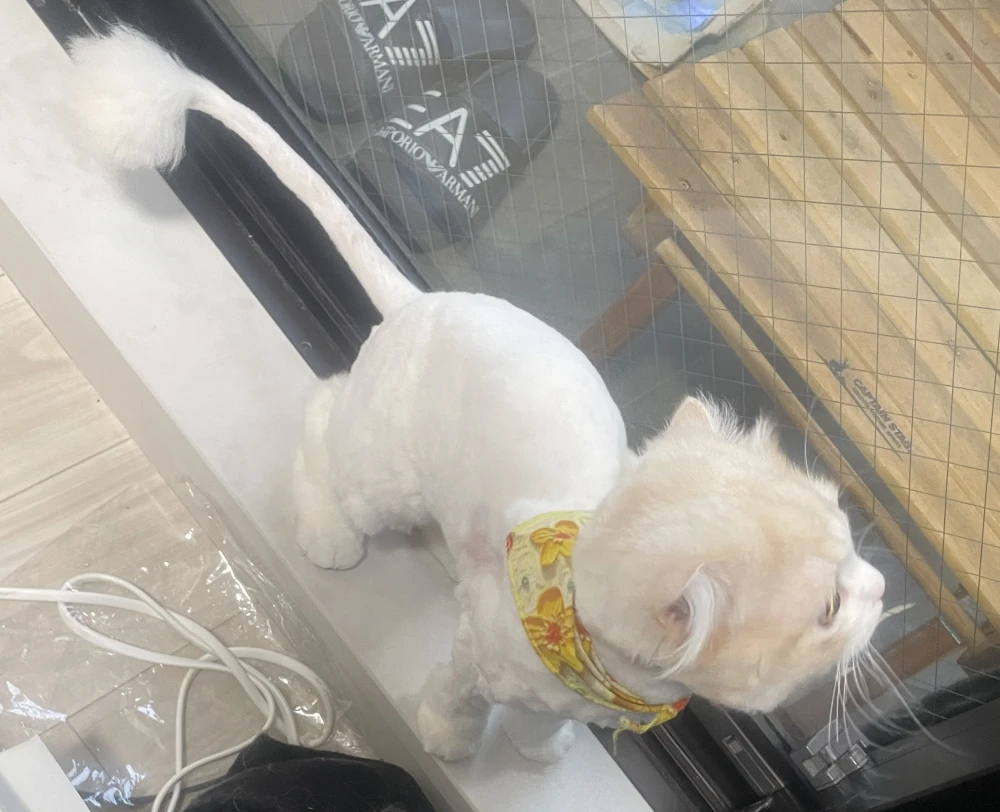 猫ちゃん
