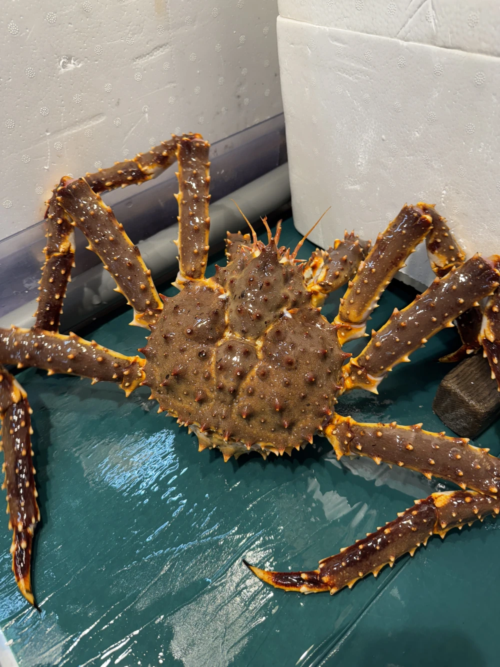 どうも南せーやです。