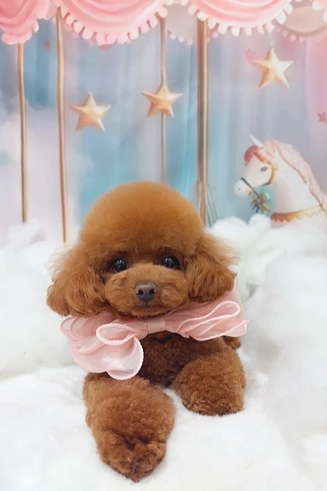 キャストカバー画像1