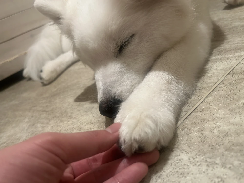 Mistのブログ写真_8枚目