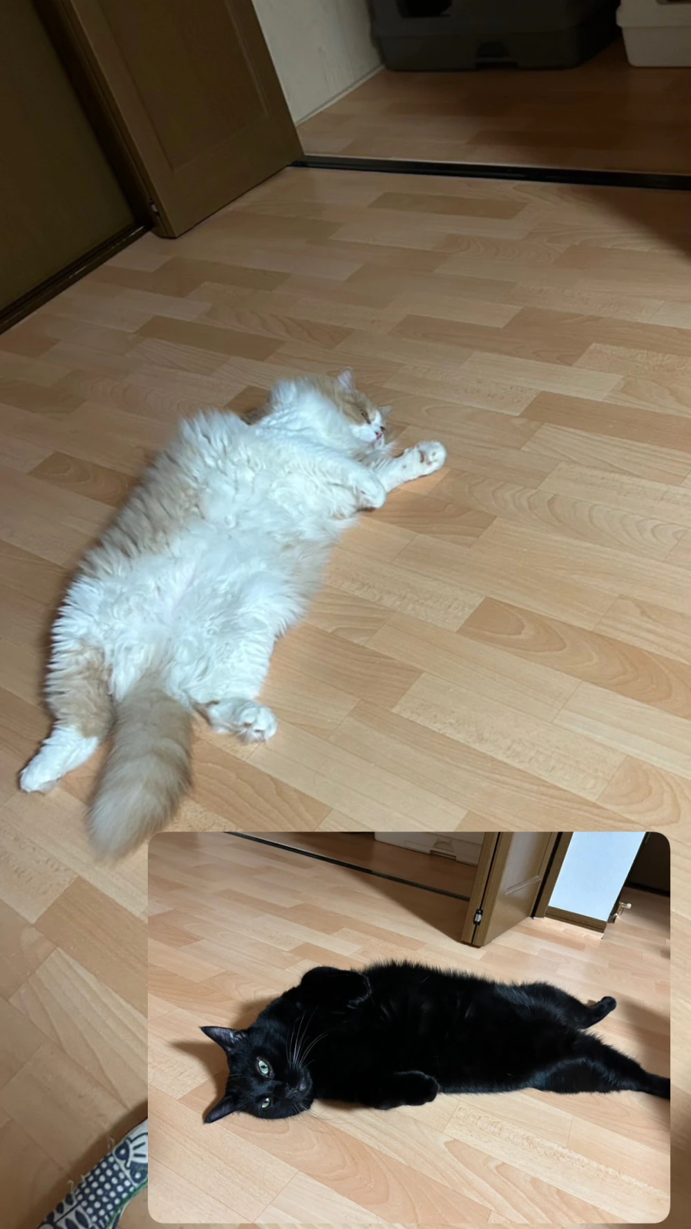 実家に住んでるおじさんたち