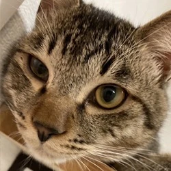 和真