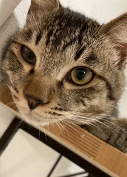 和真