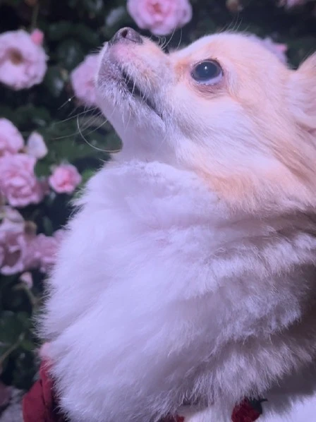 てんてん